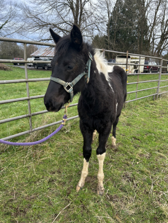 HorseID: 2307334 THIS FILLY IS ELIGIBLE FOR REGISTRATION WITH APHA - PhotoID: 1091965