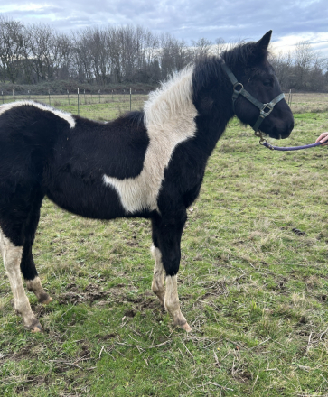 HorseID: 2307334 THIS FILLY IS ELIGIBLE FOR REGISTRATION WITH APHA - PhotoID: 1091966