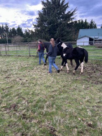 HorseID: 2307334 THIS FILLY IS ELIGIBLE FOR REGISTRATION WITH APHA - PhotoID: 1091968