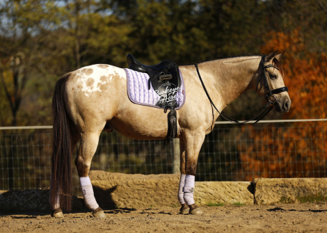 HorseID: 2307405 Buckeyes Loyal - PhotoID: 1091341