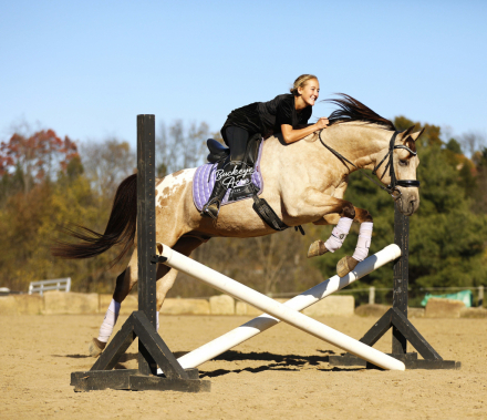 HorseID: 2307405 Buckeyes Loyal - PhotoID: 1091342