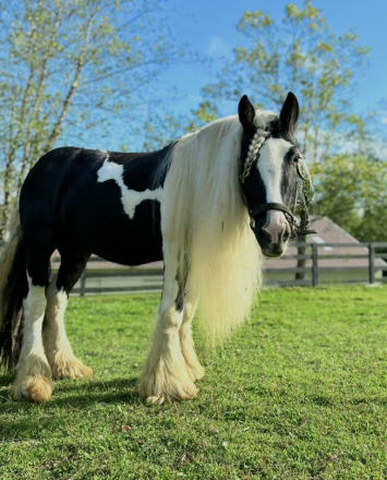 HorseID: 2307436 Watson's Spirit - PhotoID: 1091379