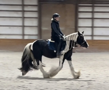 HorseID: 2307436 Watson's Spirit - PhotoID: 1091380