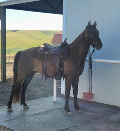 HorseID: 2307439 Cowlitz   Bronze - PhotoID: 1091382