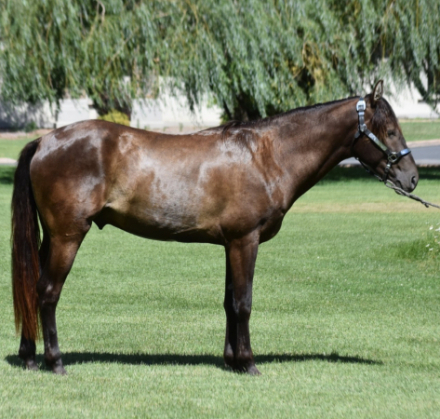 HorseID: 2307439 Cowlitz   Bronze - PhotoID: 1091384