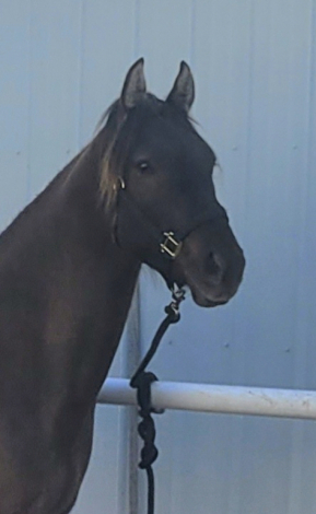 HorseID: 2307439 Cowlitz   Bronze - PhotoID: 1091385