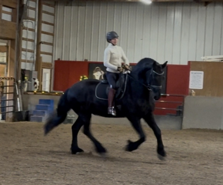 HorseID: 2307440 Zeus - PhotoID: 1091386