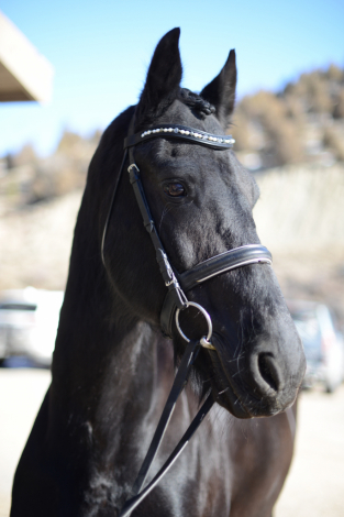 HorseID: 2307440 Zeus - PhotoID: 1091386