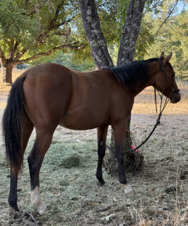 HorseID: 2307442 Gunna Whiz It Up - PhotoID: 1091423