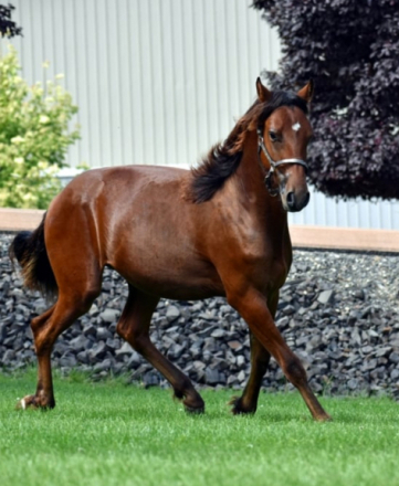 HorseID: 2307443 Tex-as - PhotoID: 1091388