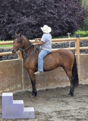 HorseID: 2307443 Tex-as - PhotoID: 1091391