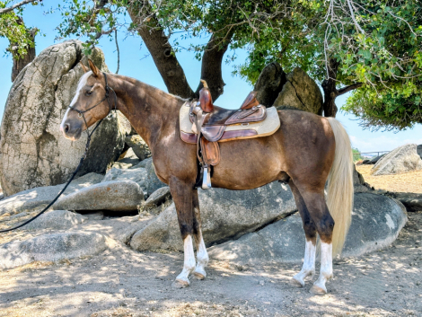 HorseID: 2307446 Southern Gold Impersario - PhotoID: 1091413