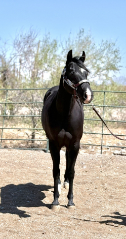 HorseID: 2307447 Electric Snow Angel - PhotoID: 1091392