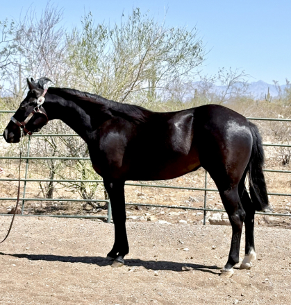 HorseID: 2307447 Electric Snow Angel - PhotoID: 1091393