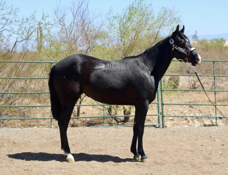 HorseID: 2307447 Electric Snow Angel - PhotoID: 1091394