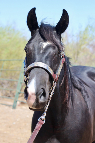 HorseID: 2307447 Electric Snow Angel - PhotoID: 1091395