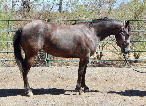 HorseID: 2307448 Whizey and Roses - PhotoID: 1091397