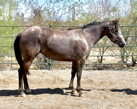 HorseID: 2307448 Whizey and Roses - PhotoID: 1091398