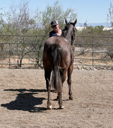HorseID: 2307448 Whizey and Roses - PhotoID: 1091399