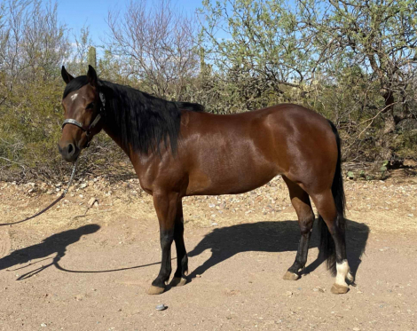 HorseID: 2307449 Cromed Out Dunit - PhotoID: 1091403