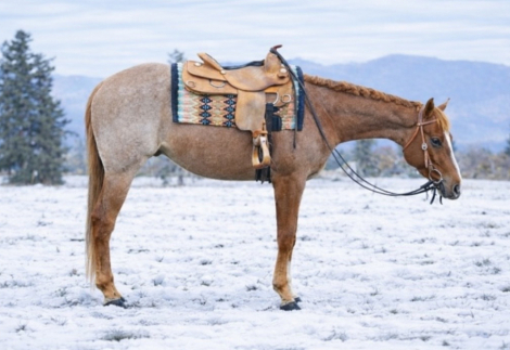 HorseID: 2307450 VS CRACK THE WIN - PhotoID: 1091404