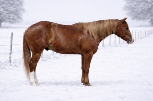 HorseID: 2307452 Red - PhotoID: 1091405