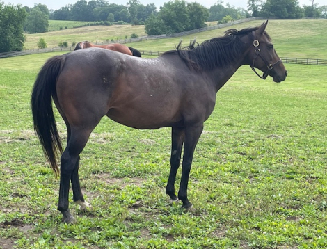 HorseID: 2307453 Arsenic and Lace - PhotoID: 1091407