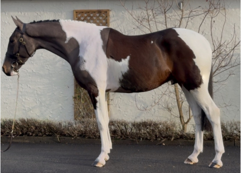 HorseID: 2307454 Singular Rocky - PhotoID: 1091408