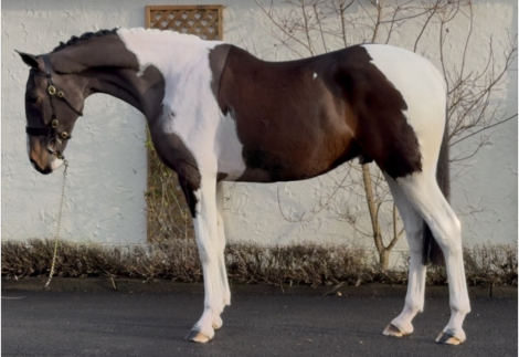 HorseID: 2307454 Singular Rocky - PhotoID: 1091409