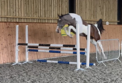 HorseID: 2307454 Singular Rocky - PhotoID: 1091411