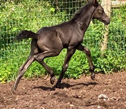 HorseID: 2307456 Vincent LHF - PhotoID: 1091957