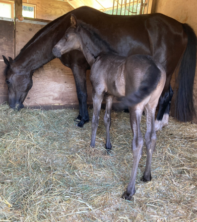 HorseID: 2307456 Vincent LHF - PhotoID: 1091958