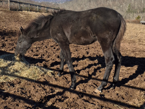 HorseID: 2307456 Vincent LHF - PhotoID: 1091959