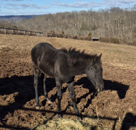 HorseID: 2307456 Vincent LHF - PhotoID: 1091960