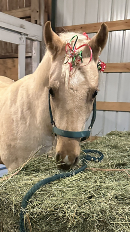 HorseID: 2307460 Coded in Gold - PhotoID: 1091420