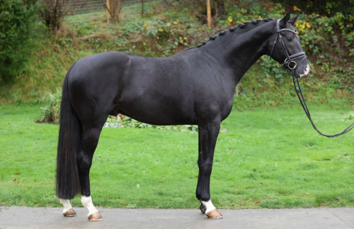 HorseID: 2307463 Savior Faire CSF - PhotoID: 1091415