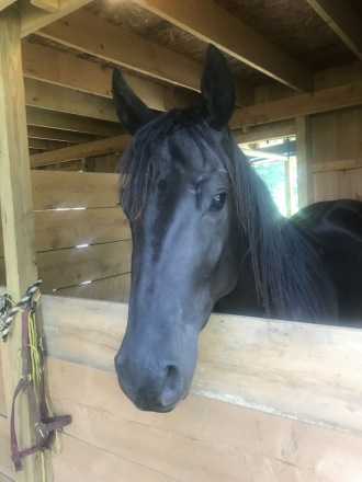 HorseID: 2307464 LJSROANBARANGEL - PhotoID: 1091462