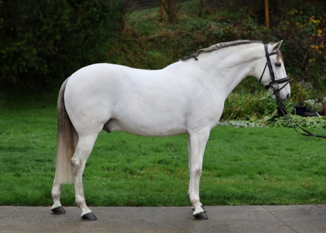 HorseID: 2307465 Oleado - PhotoID: 1091416