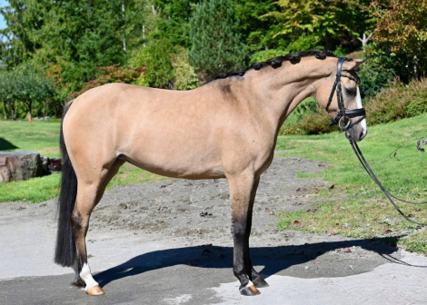 HorseID: 2307466 Nefertiti - PhotoID: 1091435