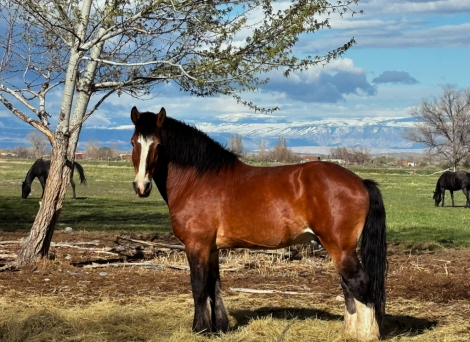 HorseID: 2307468 Thor - PhotoID: 1091419