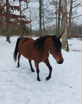 HorseID: 2307484 CA Masriyah - PhotoID: 1091424