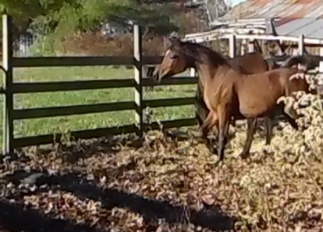 HorseID: 2307484 CA Masriyah - PhotoID: 1091426