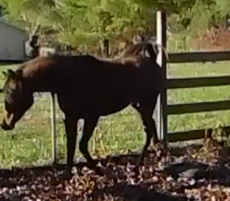 HorseID: 2307484 CA Masriyah - PhotoID: 1091427