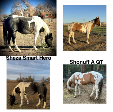 HorseID: 2307488 In Utero Opportunities - PhotoID: 1091852