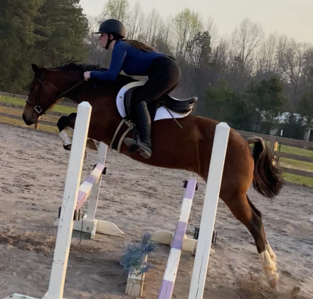 HorseID: 2307495 Mele Kalikimaka - PhotoID: 1091439