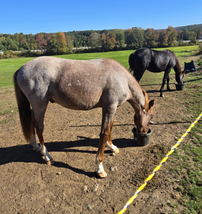 HorseID: 2307499 Rohan - PhotoID: 1091440