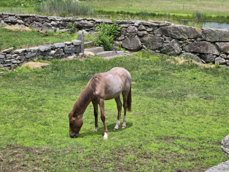 HorseID: 2307499 Rohan - PhotoID: 1091442