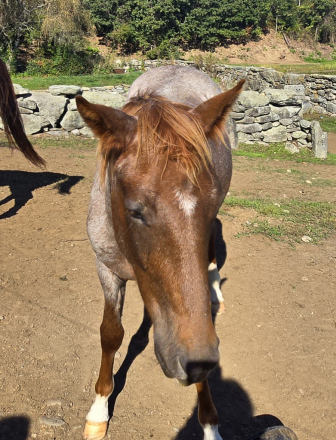 HorseID: 2307499 Rohan - PhotoID: 1091443