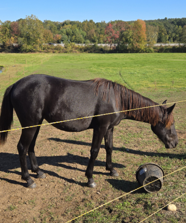 HorseID: 2307500 Maeve - PhotoID: 1091444