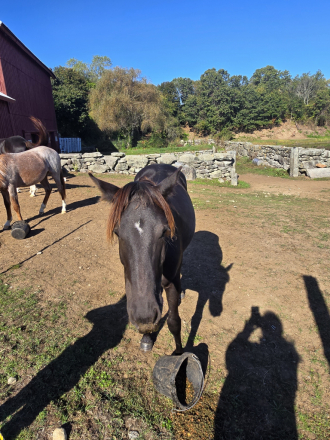 HorseID: 2307500 Maeve - PhotoID: 1091445